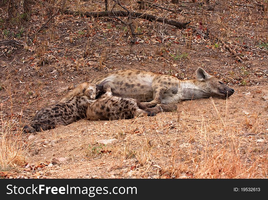 Spotted hyena in Kruger National Park, South Africa, with two young suckling. Spotted hyena in Kruger National Park, South Africa, with two young suckling