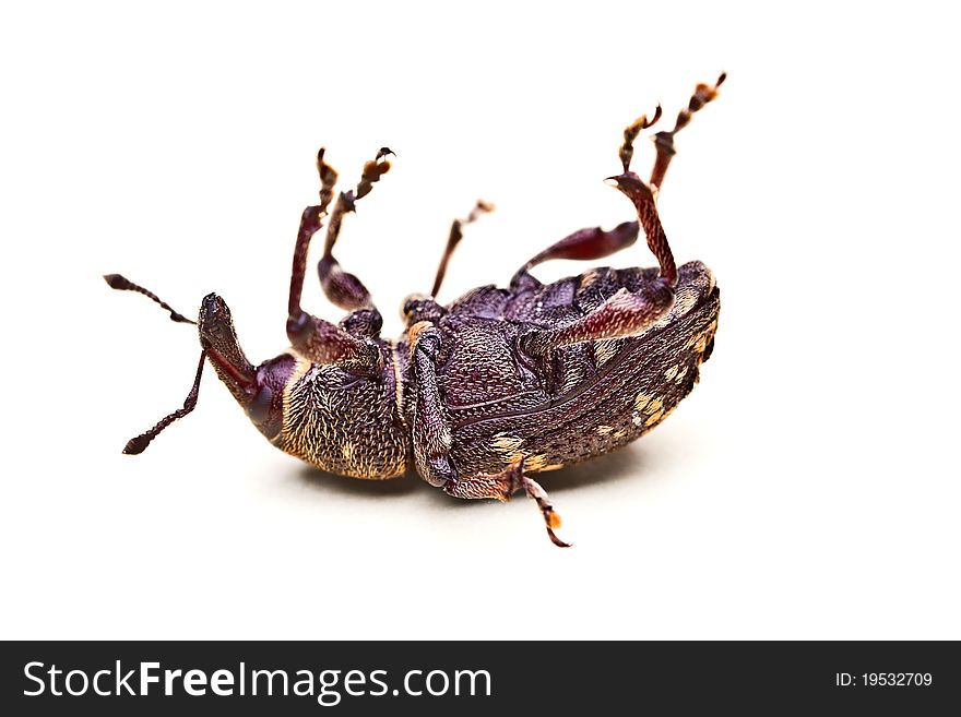 Closeup shot of a upside-down beetle isolated on white