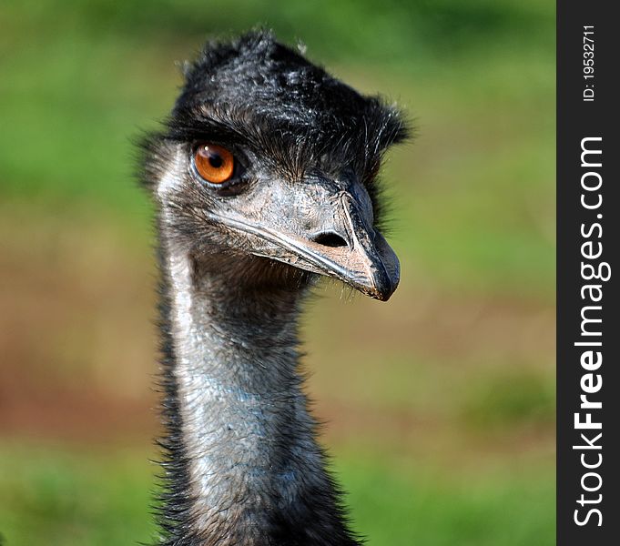 Closeup of an emu's head