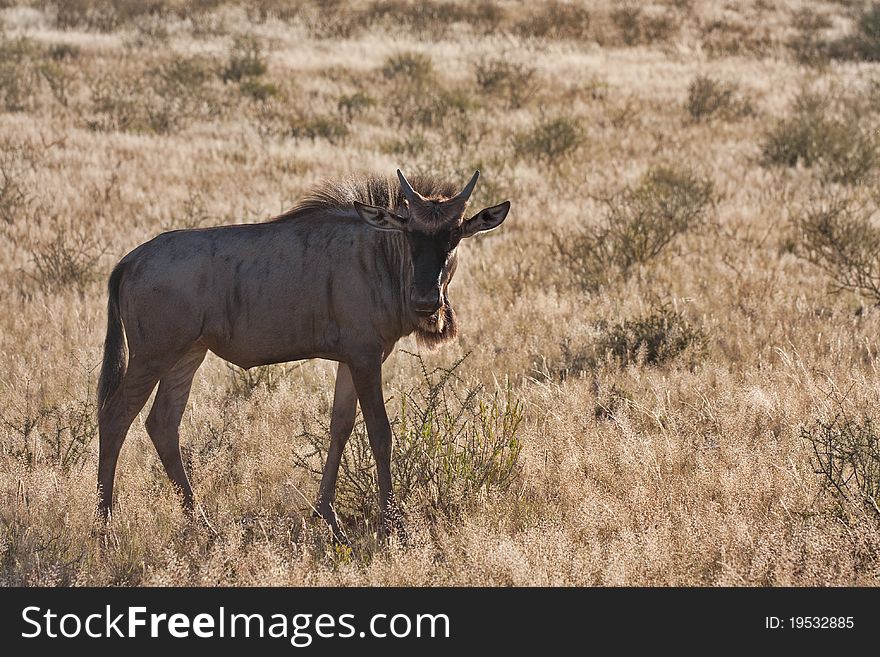 Blue wildebeest gnu in the Kalahari in the Kgalagadi Transfrontier Park in South Africa. Blue wildebeest gnu in the Kalahari in the Kgalagadi Transfrontier Park in South Africa