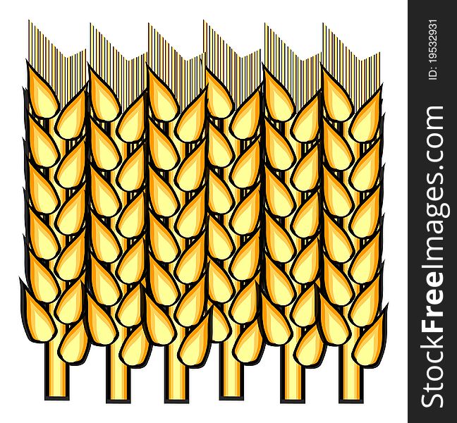 Spikelets Of Wheat