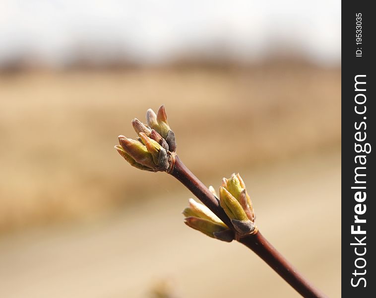 Spring bud. Composition of nature.