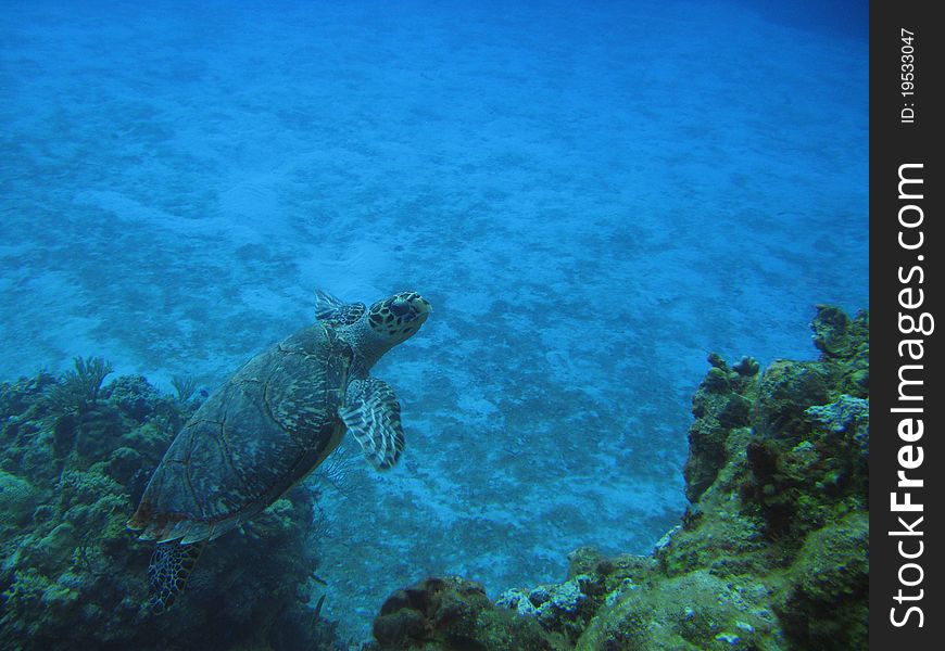A sea turtle in Cozumel, Mexico surface for air. A sea turtle in Cozumel, Mexico surface for air.