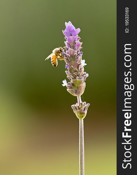 Bee On Purple Lavender