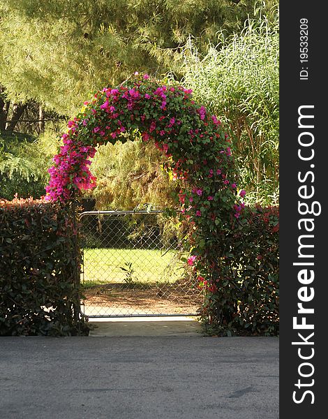 A bougainvillea plant growing as an archway over a gate in San Diego, California. A bougainvillea plant growing as an archway over a gate in San Diego, California.