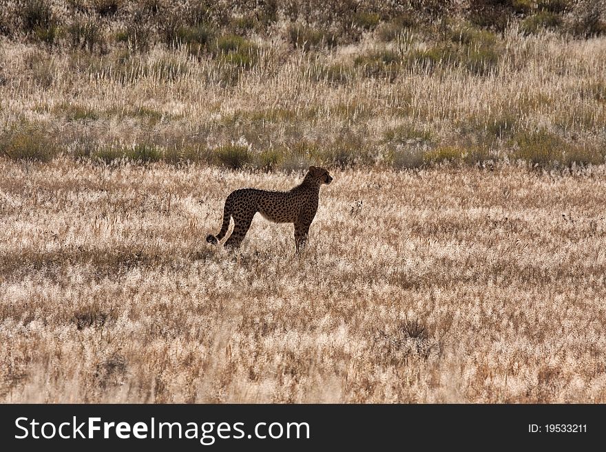 Single cheetah backlit silhouette on the grass savanna of the Kgalagadi Transfrontier Park in the kalahari in South Africa. Single cheetah backlit silhouette on the grass savanna of the Kgalagadi Transfrontier Park in the kalahari in South Africa