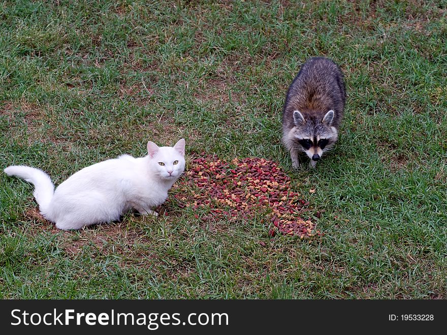 Wild cat and raccoon feeding together in a yard in the afternoon