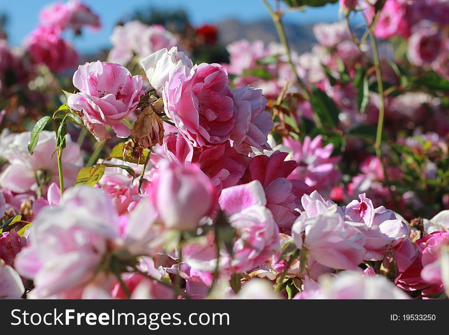 A large group of hybrid pink and white roses with a hint of blue sky. A large group of hybrid pink and white roses with a hint of blue sky.