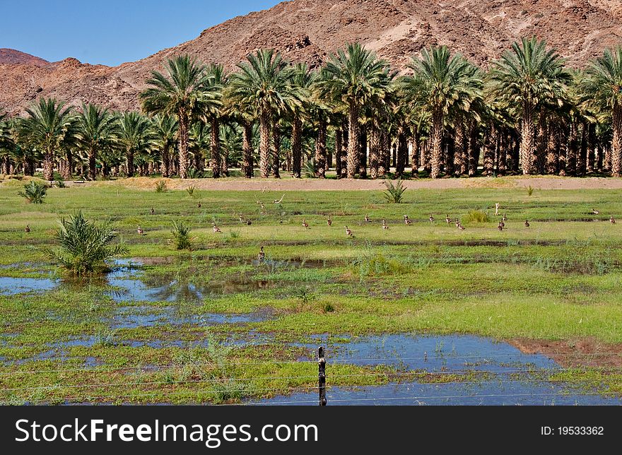 Agricultural date palm farm in dry semi-desert of Northern Cape in South Africa