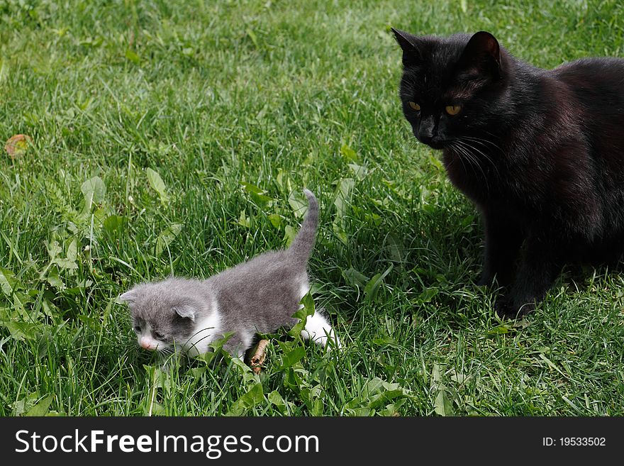 Black British Purebred Mother Cat And Newborn Baby
