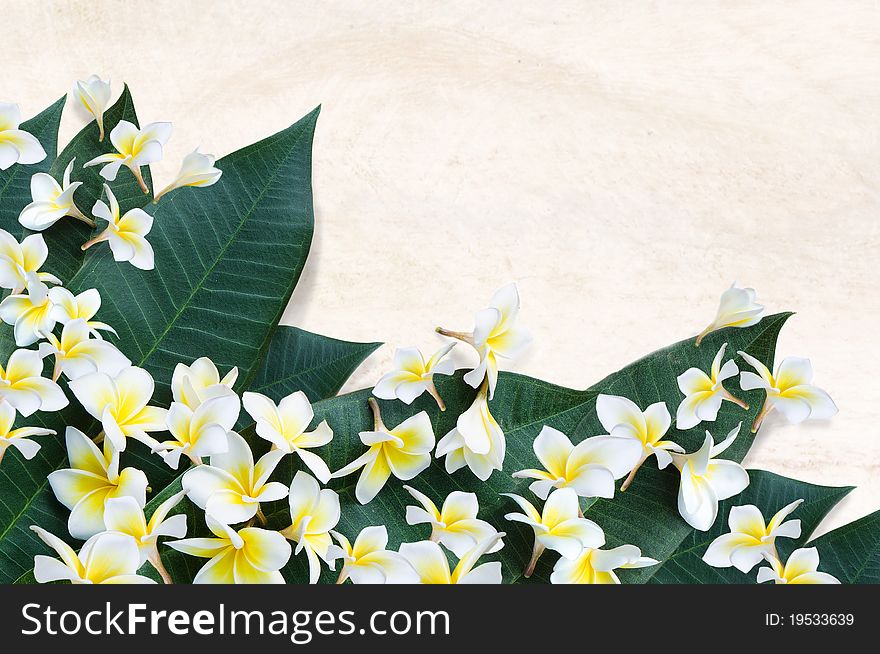 Plumeria flowers and leaves with texture space background