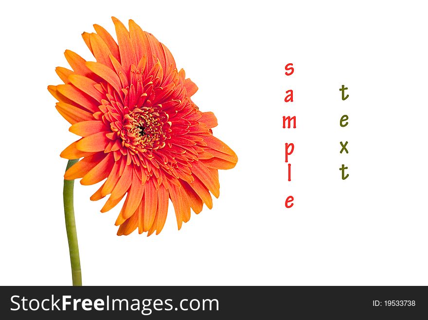 Orange gerbera daisy flower isolated on white background. Orange gerbera daisy flower isolated on white background