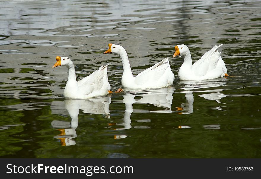 Three geese are swimming in lake. Three geese are swimming in lake