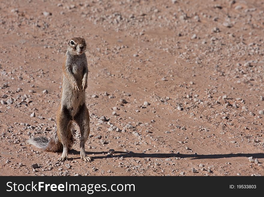 Ground squirrel(Xerus inaurus) in the Kgalagadi Transfrontier Park in South Africa