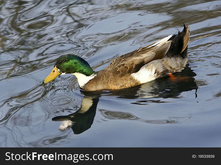 The close-up of green head duck