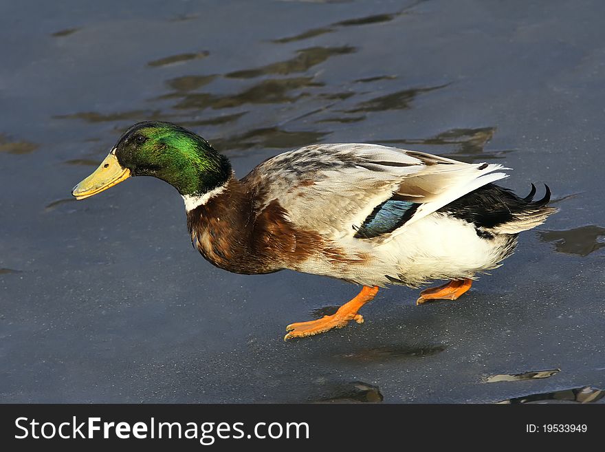 The close-up of green head duck
