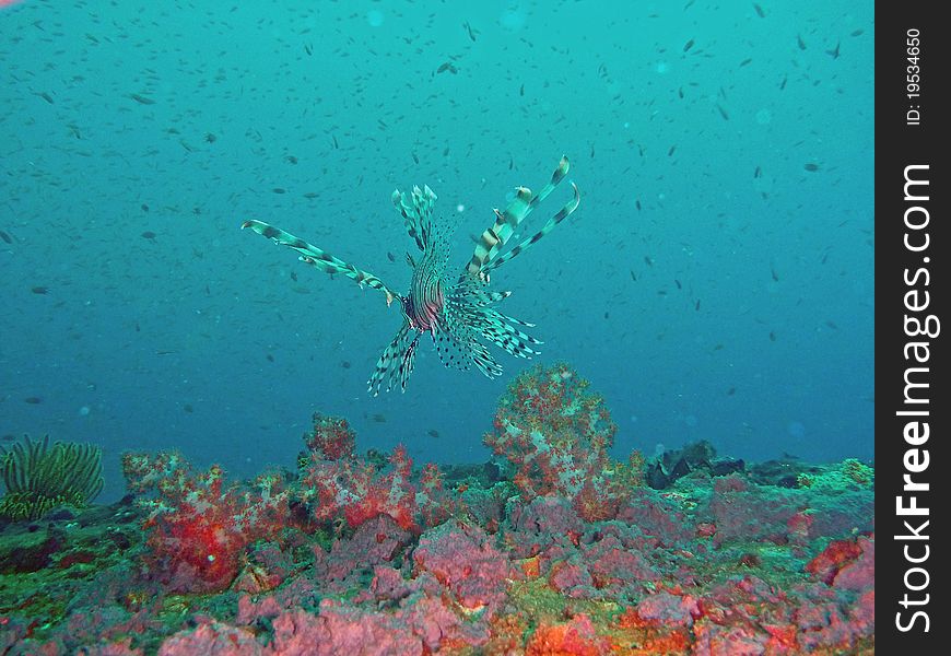 Lionfish 'flying' on top of the Mabini Padre shipwreck. Lionfish 'flying' on top of the Mabini Padre shipwreck