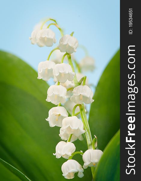 Convallaria on blue sky background. Convallaria on blue sky background