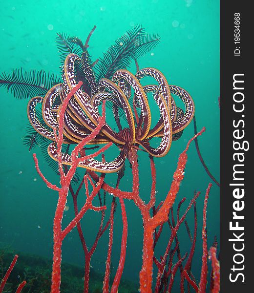 Feather Stars perched on top of whip corals, catching unsuspecting passers-by. Feather Stars perched on top of whip corals, catching unsuspecting passers-by