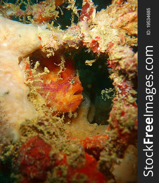 A very shy little Frogfish peeking out from his hiding place. A very shy little Frogfish peeking out from his hiding place