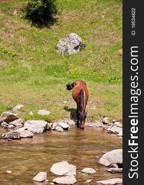 Brown horse on a green natural meadow. Brown horse on a green natural meadow