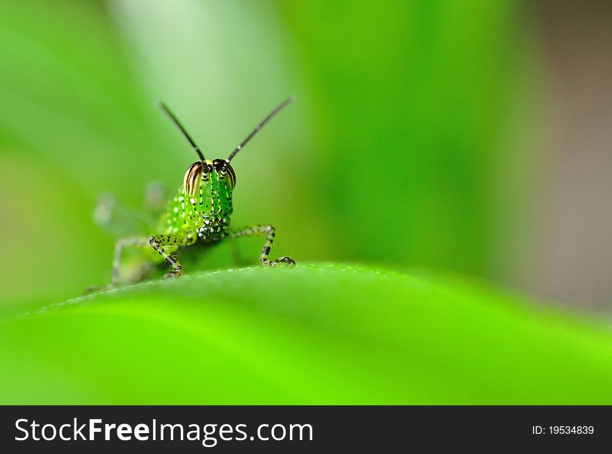 Close up green grasshopper on blade of grass