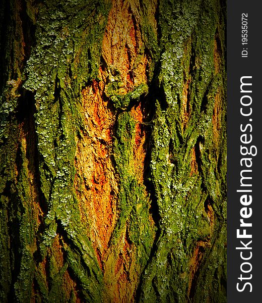 Wooden abstract background - Orange-green tree crust