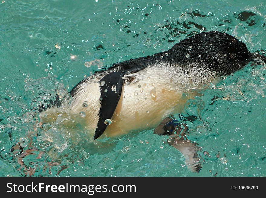 Australian little blue penguin spashing water around. Australian little blue penguin spashing water around