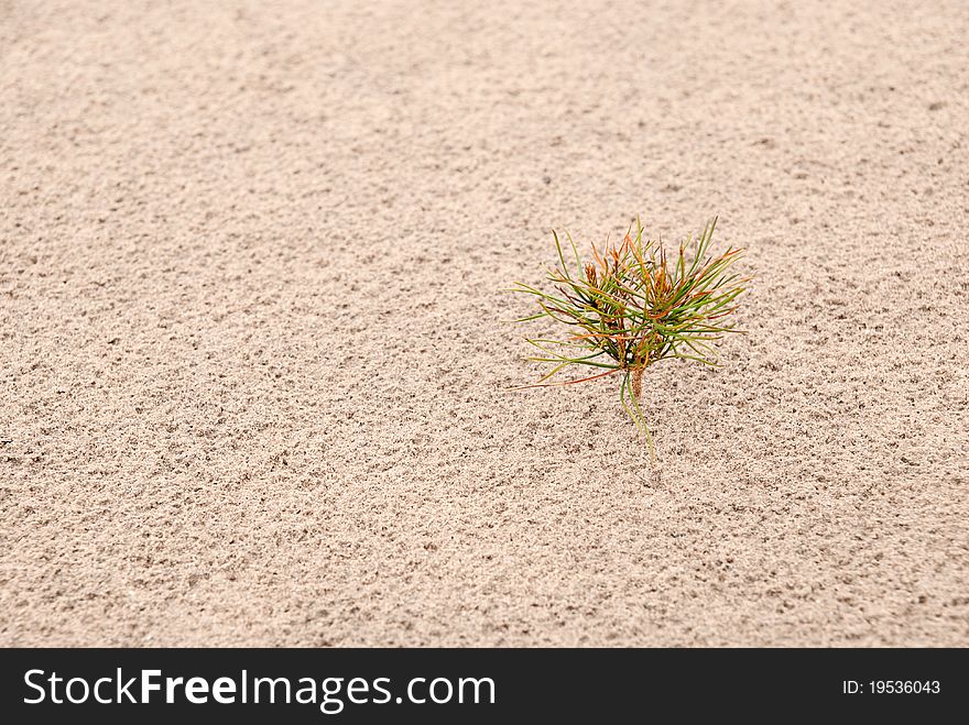 One small pine on sand. Concept of alone. One small pine on sand. Concept of alone