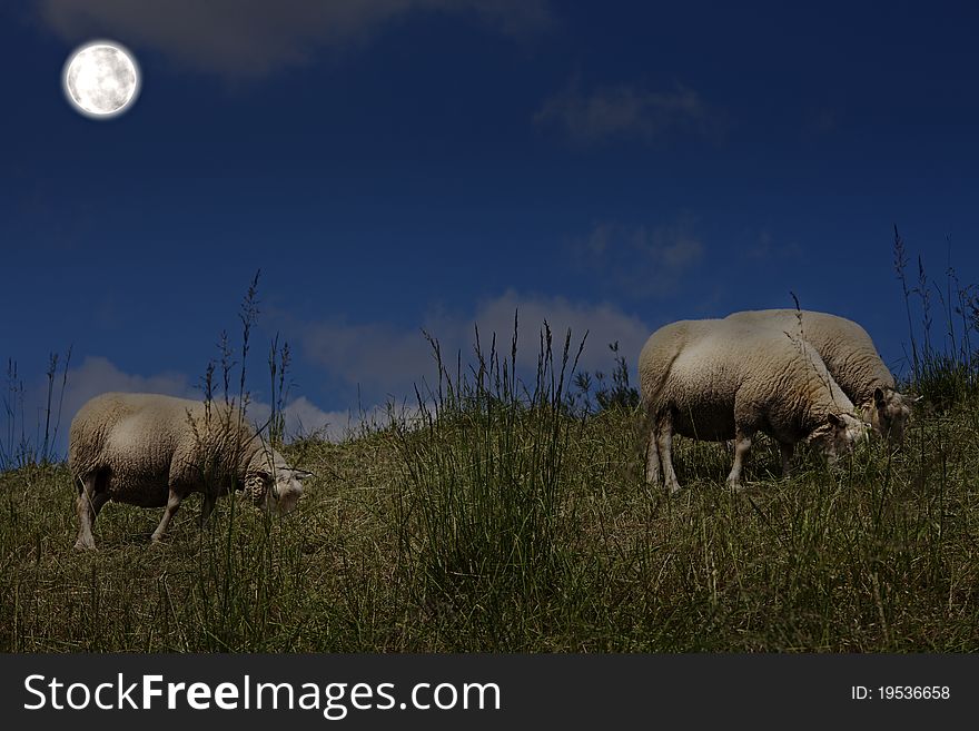 Sheep grazing in the moonlight