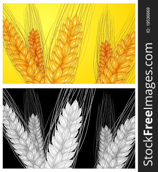 Ear wheat ripe yellow, agricultural background, illustration. Ear wheat ripe yellow, agricultural background, illustration