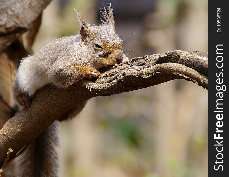 Sunbathing squirrel enjoying relaxing on a branch. Sunbathing squirrel enjoying relaxing on a branch