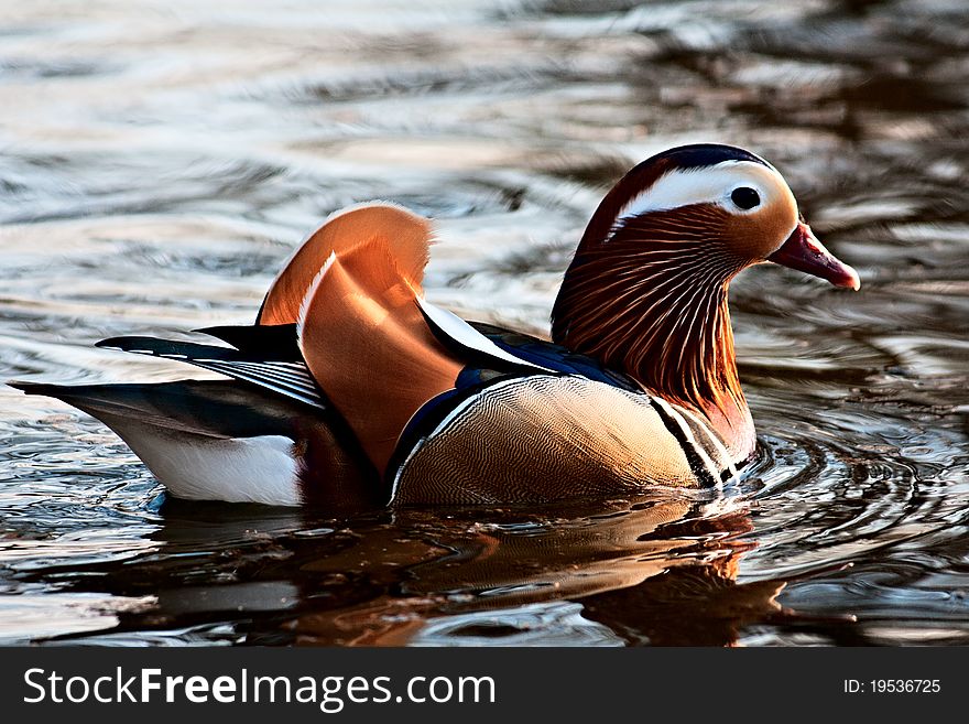 A little duck in a park in the heart of brescia