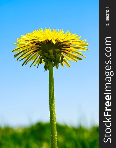 Dandelion yellow against the blue sky. Dandelion yellow against the blue sky