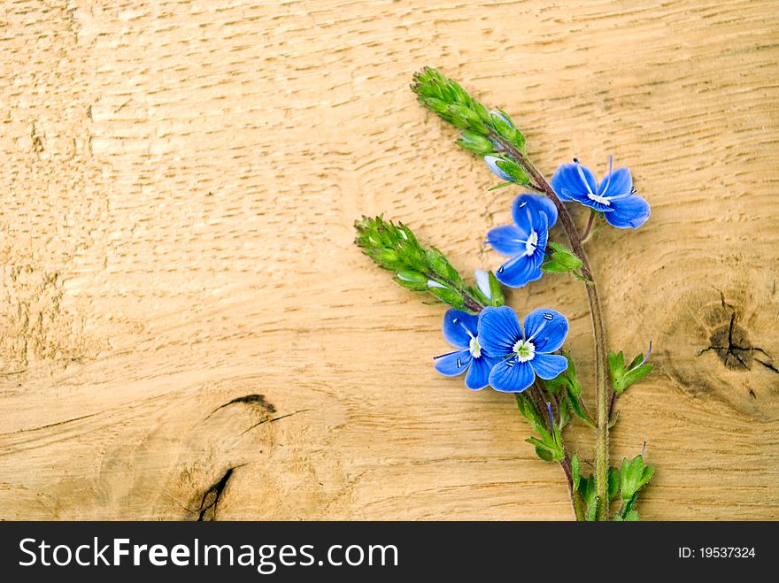 Blue flowers lie on the old board