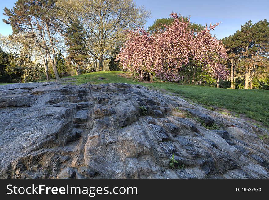 Japanese Cherry, Prunus serrulata