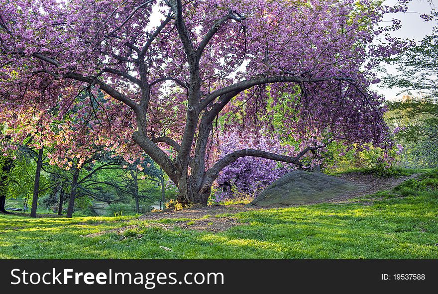 Japanese Cherry, Prunus serrulata