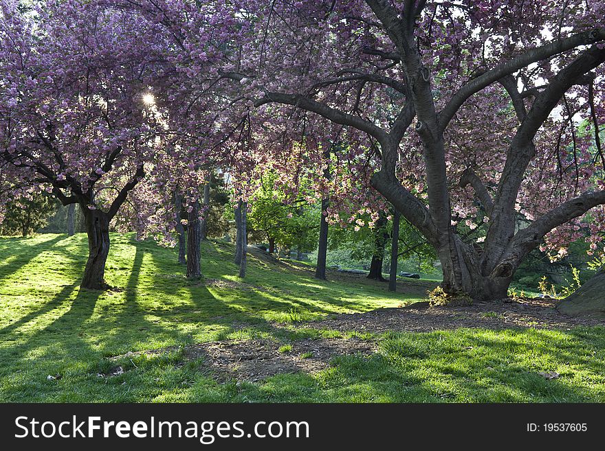 Japanese Cherry, Prunus Serrulata