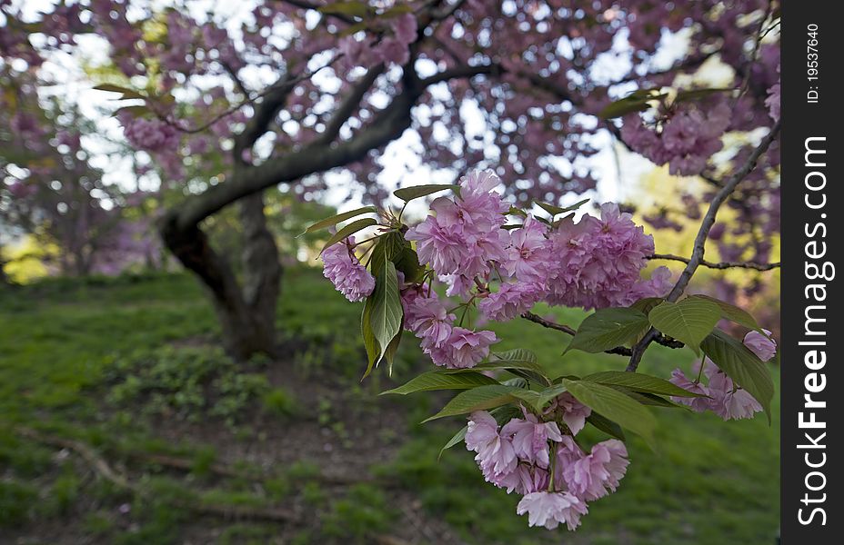 Central Park - New York City Japanese cherry trees in the spring in the esrly morning. Central Park - New York City Japanese cherry trees in the spring in the esrly morning.