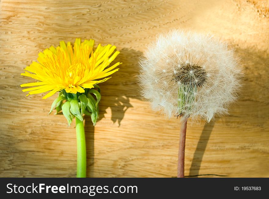 Dandelion yellow against the blue sky. Dandelion yellow against the blue sky