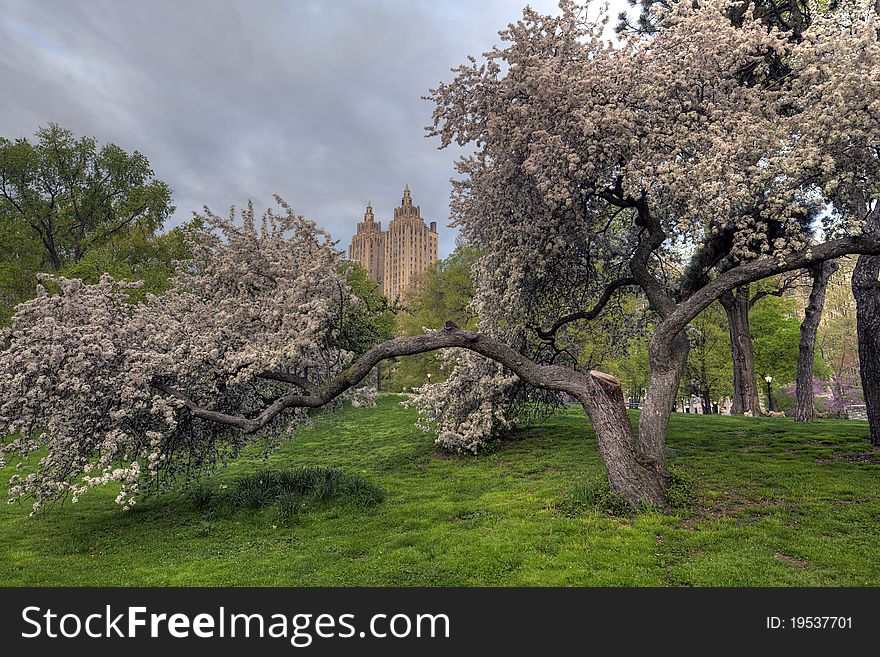 Phlox subulata , cherry tree in Central Park in the early morning. Phlox subulata , cherry tree in Central Park in the early morning