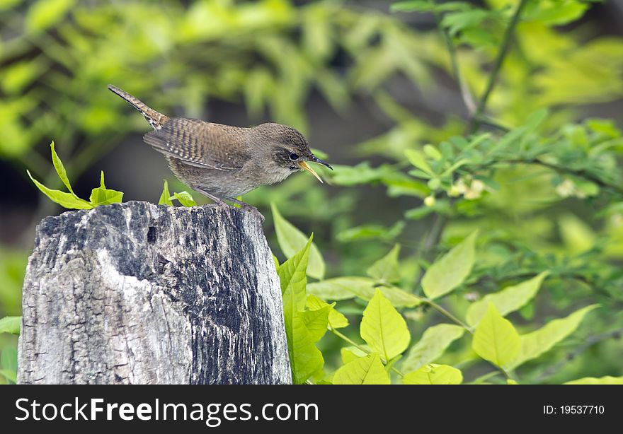 House Wren, Troglodytes aedon in early spring guarding it's territory