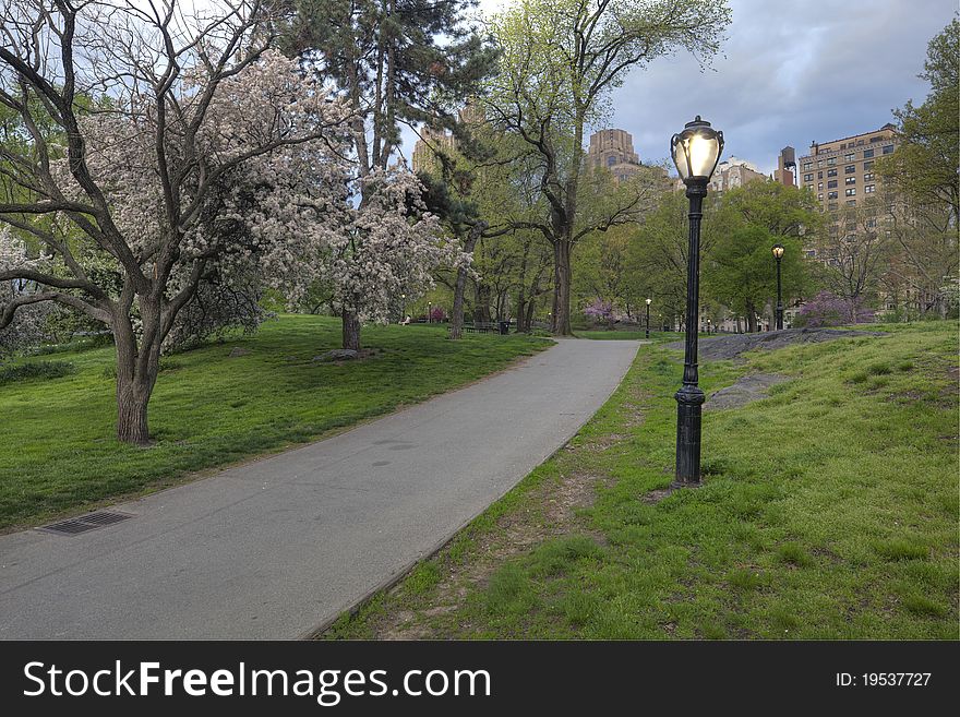 Phlox subulata , cherry tree in Central Park in the early morning. Phlox subulata , cherry tree in Central Park in the early morning