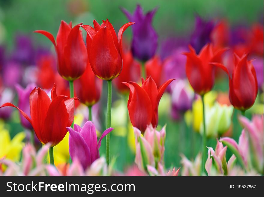 Many beautiful tulips of different colors. Spring background. Many beautiful tulips of different colors. Spring background.