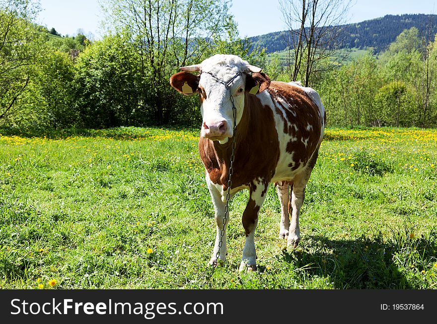Cow on a fresh spring grass