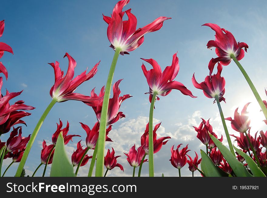 Field of beautiful red tulips during a windy spring day. View from below. Field of beautiful red tulips during a windy spring day. View from below.