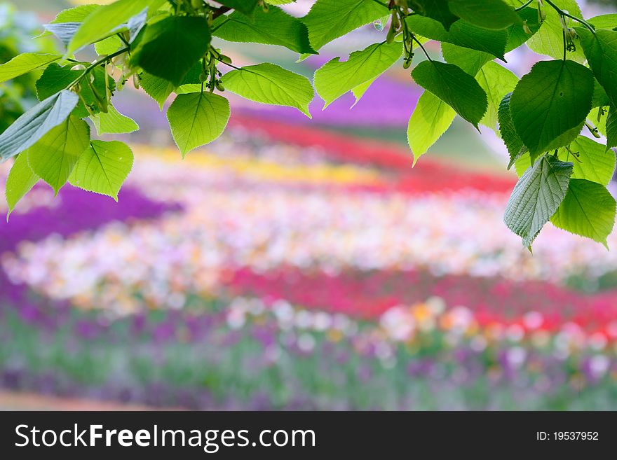 Beautiful natural background: fresh green leaves against flowerbed with colorful flowers. Beautiful natural background: fresh green leaves against flowerbed with colorful flowers