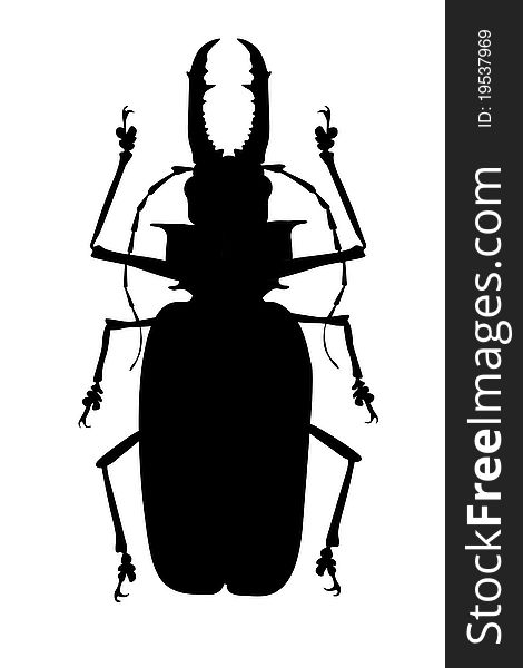 Big black horned beetle isolated on white