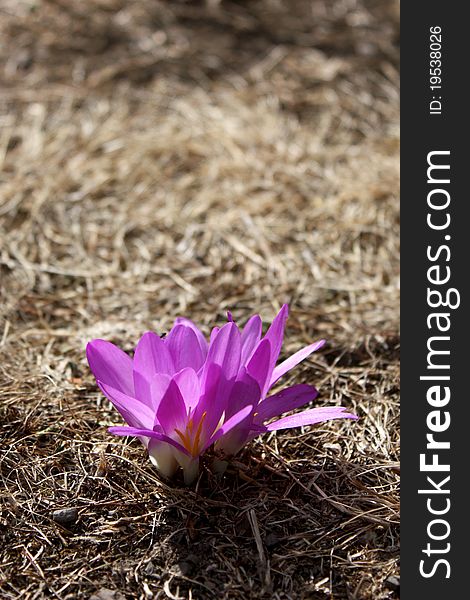 Detail of a separate cluster of crocuses in inhospitable land in the Spanish mountains. Detail of a separate cluster of crocuses in inhospitable land in the Spanish mountains.