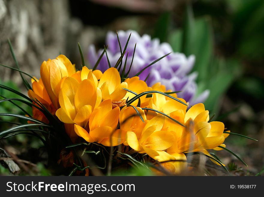 Yellow color crocuses with purple ones in the background. Yellow color crocuses with purple ones in the background